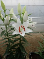 [4279 Seine Mak No101.JPG]